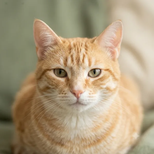 Gato